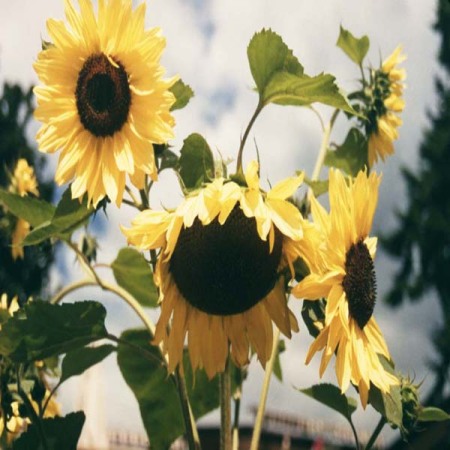 sunflower-our-community-connection